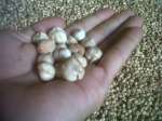 White Cardamom