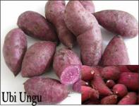 * * * * * SUPPLIER UBI JALAR UNGU &amp; UBI JALAR MERAH* * * * *