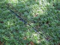 Pohon Taman Murah | Phone : 021 834 99515