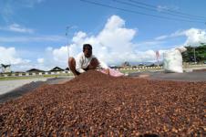 * * * * * SUPPLIER CENGKEH* * * * * KONDISI KERING* * * * *