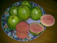 Guava fruits/ PINK Guava,  Jambu Biji Merah